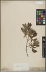Foto von Salix lapponum L. x Salix silesiaca Willd.